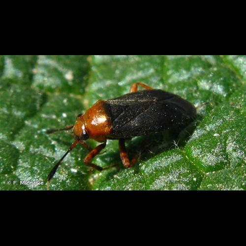 <i>Capsus ater</i> (Linnaeus, 1758) &copy; F. Michalke