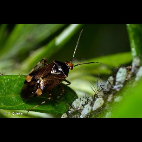 <i>Deraeocoris flavilinea</i> (A. Costa, 1862) &copy; C. Quintin