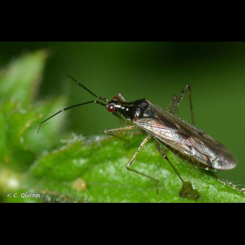 <i>Dicyphus errans</i> (Wolff, 1804) &copy; C. Quintin