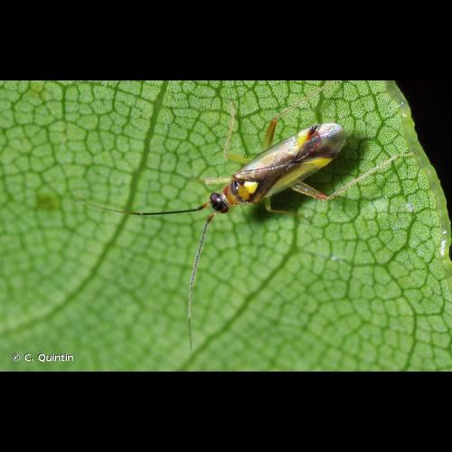 <i>Campyloneura virgula</i> (Herrich-Schäffer, 1835) &copy; C. Quintin