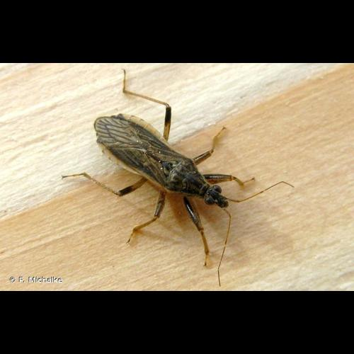 <i>Himacerus major</i> (A. Costa, 1842) &copy; F. Michalke