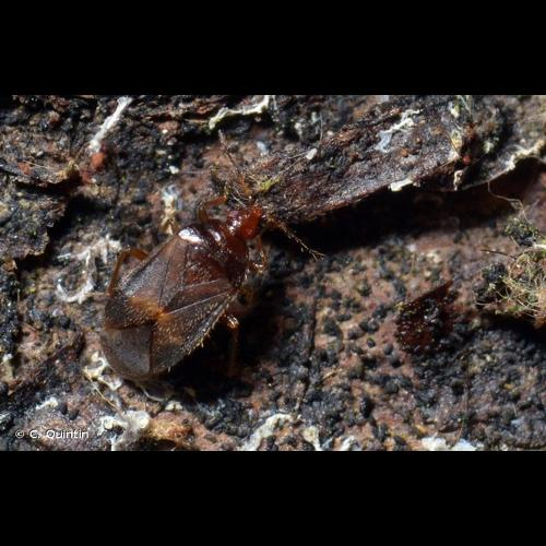 <i>Cardiastethus fasciiventris</i> (Garbiglietti, 1869) &copy; C. Quintin