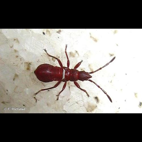 <i>Oxycarenus lavaterae</i> (Fabricius, 1787) &copy; F. Michalke