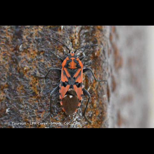 <i>Spilostethus pandurus</i> (Scopoli, 1763) &copy; J. Touroult - LPR Corse - MNHN, CdC, OFB