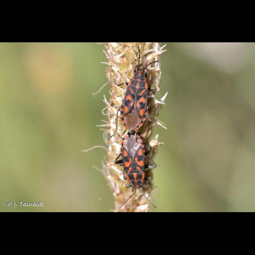 <i>Spilostethus saxatilis</i> (Scopoli, 1763) &copy; J. Touroult