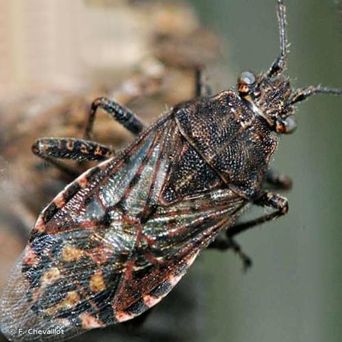 <i>Stictopleurus punctatonervosus</i> (Goeze, 1778) &copy; F. Chevaillot