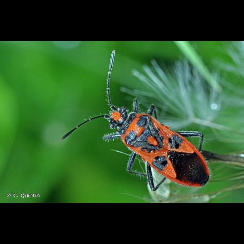 <i>Corizus hyoscyami</i> (Linnaeus, 1758) &copy; C. Quintin