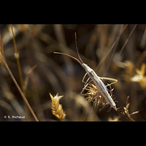 <i>Chorosoma schillingii</i> (Schilling, 1829) &copy; S. Richaud