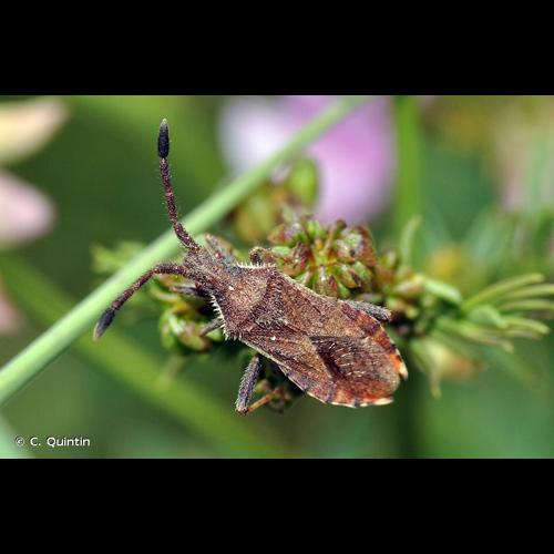 <i>Coriomeris affinis</i> (Herrich-Schäffer, 1839) &copy; C. Quintin