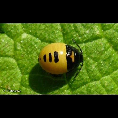 <i>Tritomegas bicolor</i> (Linnaeus, 1758) &copy; F. Michalke