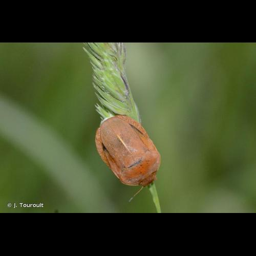 <i>Eurygaster austriaca</i> (Schrank, 1776) &copy; J. Touroult