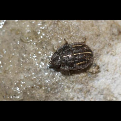 <i>Odontoscelis lineola</i> Rambur, 1839 &copy; S. Richaud