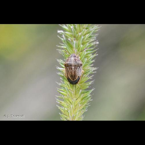 <i>Neottiglossa leporina</i> (Herrich-Schäffer, 1830) &copy; J. Touroult