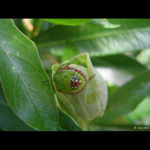 <i>Nezara viridula</i> (Linnaeus, 1758) &copy; 