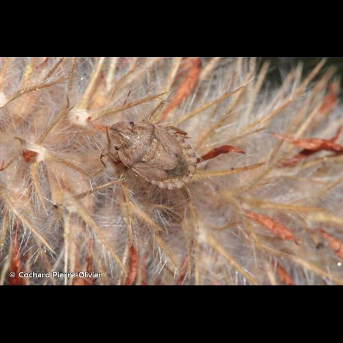 <i>Sciocoris cursitans</i> (Fabricius, 1794) &copy; Cochard Pierre-Olivier