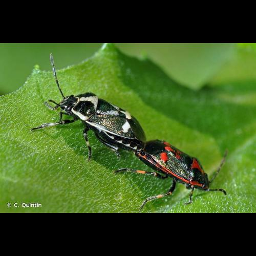 <i>Eurydema oleracea</i> (Linnaeus, 1758) &copy; C. Quintin