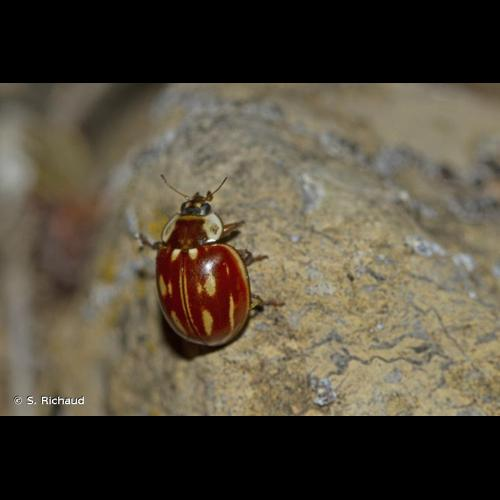 <i>Myzia oblongoguttata</i> (Linnaeus, 1758) &copy; S. Richaud