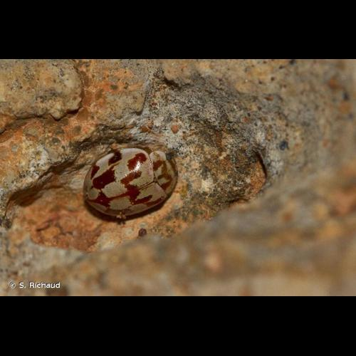 <i>Myrrha octodecimguttata</i> (Linnaeus, 1758) &copy; S. Richaud