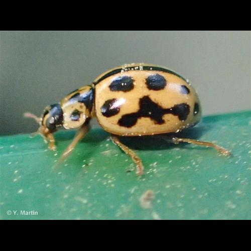 <i>Tytthaspis sedecimpunctata</i> (Linnaeus, 1761) &copy; 