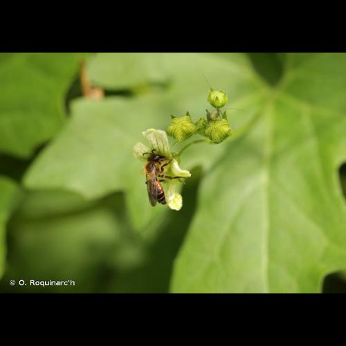 <i>Andrena florea</i> Fabricius, 1793 &copy; O. Roquinarc'h