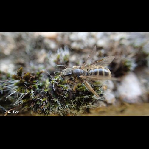 <i>Lasioglossum malachurum</i> (Kirby, 1802) &copy; D. Top