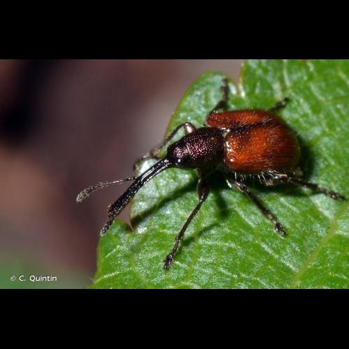 <i>Tatianaerhynchites aequatus</i> (Linnaeus, 1767) &copy; C. Quintin