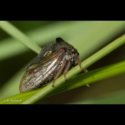 <i>Centrotus cornutus</i> (Linnaeus, 1758) &copy; S. Richaud