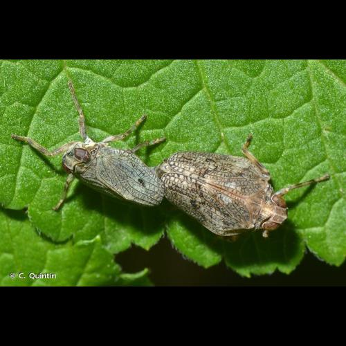 <i>Issus coleoptratus</i> (Fabricius, 1781) &copy; C. Quintin