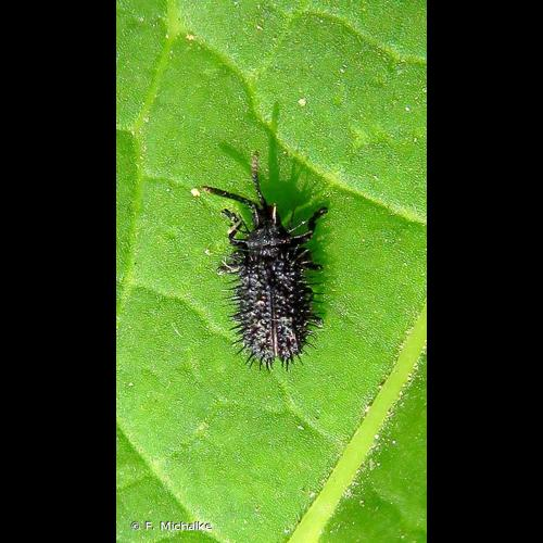 <i>Hispa atra</i> Linnaeus, 1767 &copy; F. Michalke