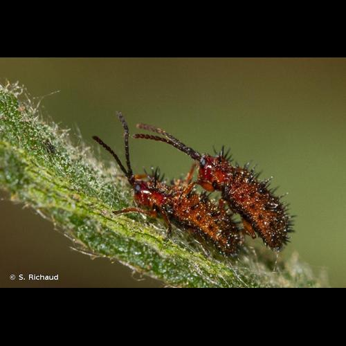 <i>Dicladispa testacea</i> (Linnaeus, 1767) &copy; S. Richaud