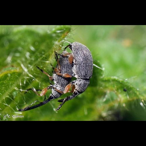 <i>Rhopalapion longirostre</i> (Olivier, 1807) &copy; C. Quintin