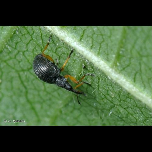 <i>Protapion fulvipes</i> (Geoffroy <i>in</i> Fourcroy, 1785) &copy; C. Quintin