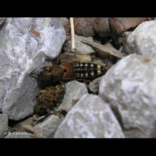 <i>Platydracus stercorarius</i> (Olivier, 1795) &copy; B. Calmont