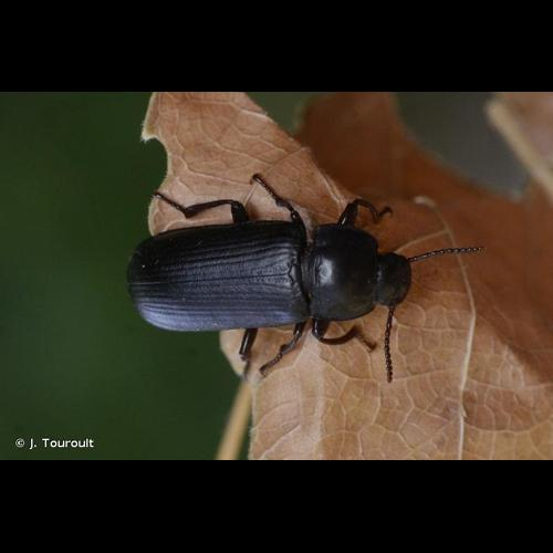 <i>Tenebrio molitor</i> Linnaeus, 1758 &copy; J. Touroult