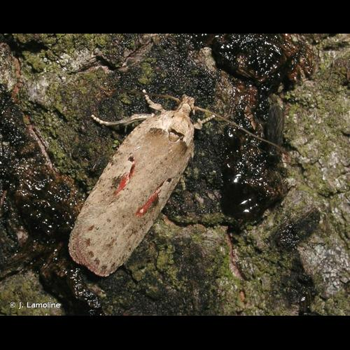 <i>Agonopterix ocellana</i> (Fabricius, 1775) &copy; J. Lamoline