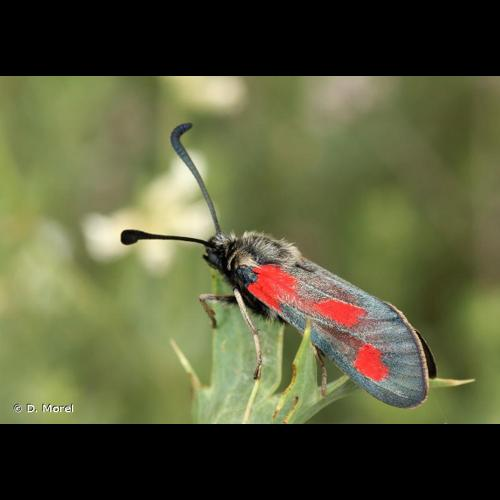 <i>Zygaena sarpedon</i> (Hübner, 1790) &copy; D. Morel