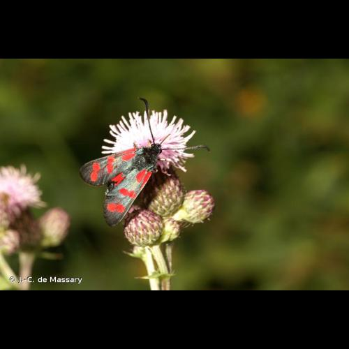 <i>Zygaena filipendulae</i> (Linnaeus, 1758) &copy; J.-C. de Massary