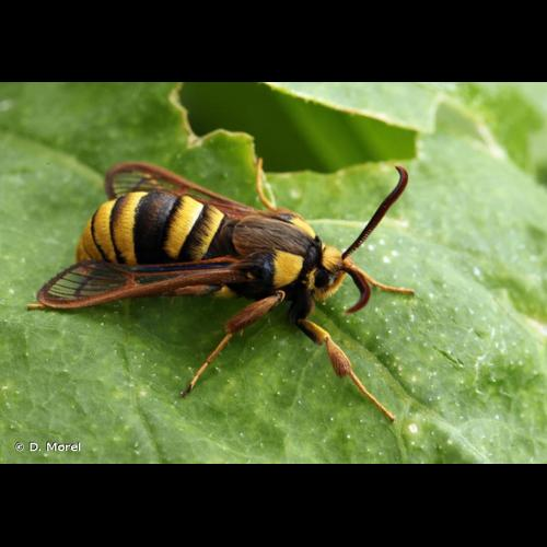 <i>Sesia apiformis</i> (Clerck, 1759) &copy; D. Morel
