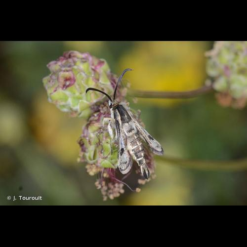 <i>Pyropteron meriaeforme</i> (Boisduval, 1840) &copy; J. Touroult