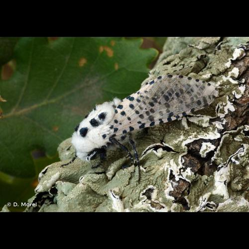 <i>Zeuzera pyrina</i> (Linnaeus, 1761) &copy; D. Morel