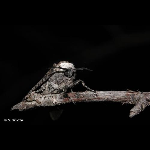 <i>Cossus cossus</i> (Linnaeus, 1758) &copy; S. Wroza