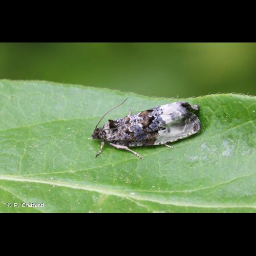 <i>Hedya nubiferana</i> (Haworth, 1811) &copy; P. Chatard