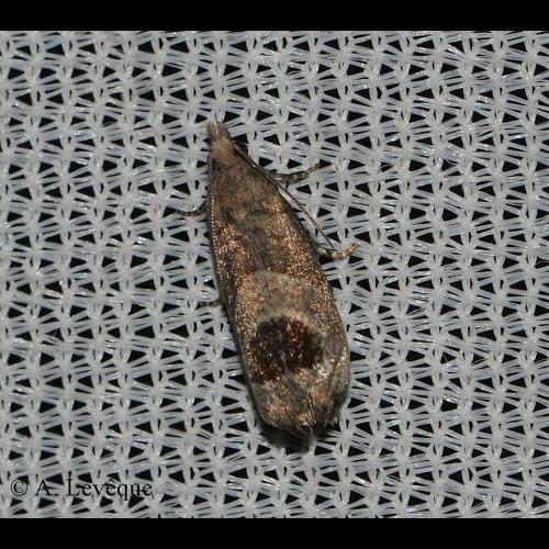 <i>Notocelia uddmanniana</i> (Linnaeus, 1758) &copy; A. LEVEQUE