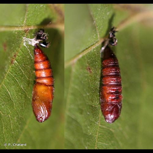 <i>Archips xylosteana</i> (Linnaeus, 1758) &copy; P. Chatard