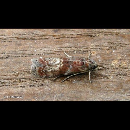 <i>Phycita roborella</i> (Denis & Schiffermüller, 1775) &copy; F. Michalke