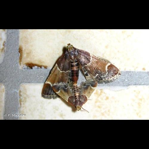 <i>Pyralis farinalis</i> (Linnaeus, 1758) &copy; F. Michalke