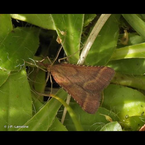 <i>Synaphe punctalis</i> (Fabricius, 1775) &copy; J-P. Lamoline