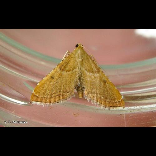 <i>Endotricha flammealis</i> (Denis & Schiffermüller, 1775) &copy; F. Michalke