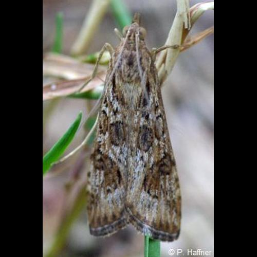 <i>Nomophila noctuella</i> (Denis & Schiffermüller, 1775) &copy; P. Haffner