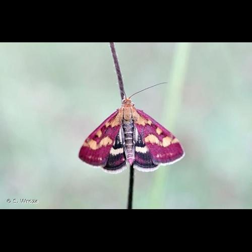 <i>Pyrausta purpuralis</i> (Linnaeus, 1758) &copy; S. Wroza